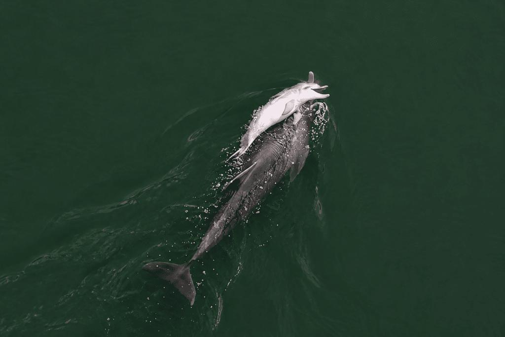 delfin mladič