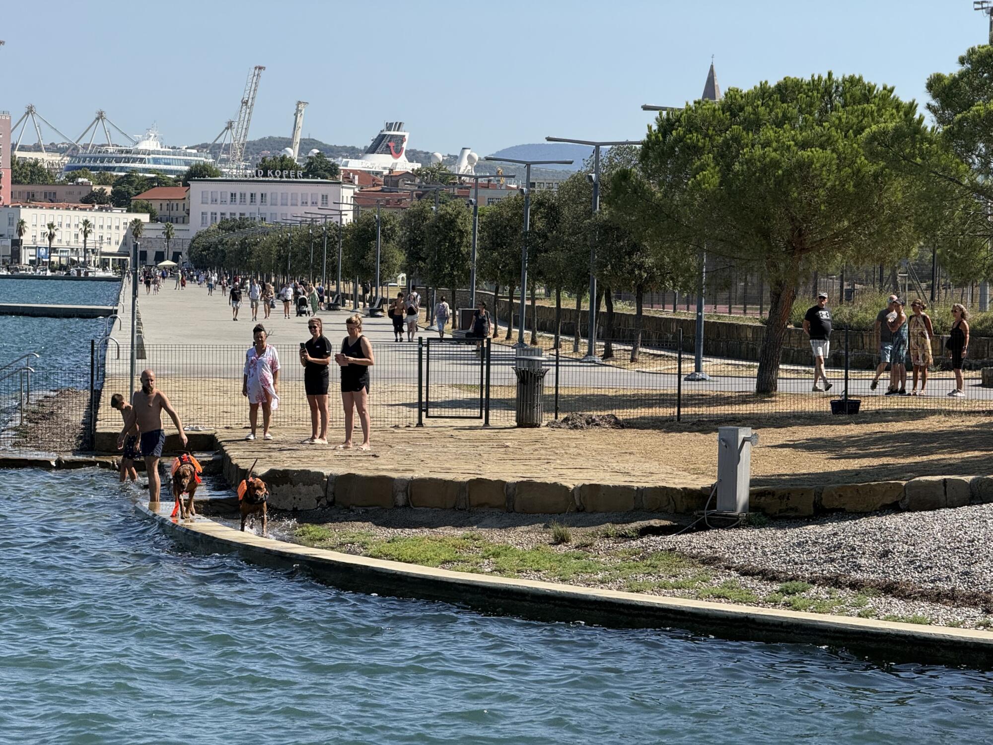 Pasje plaže na slovenski obali: 5 kotičkov, kjer lahko zaplava tudi vaš pes 2 pasja plaža kopanje psi hišni ljubljenčki morje