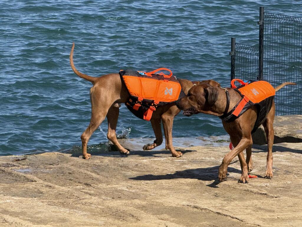 pasja plaža kopanje psi hišni ljubljenčki morje