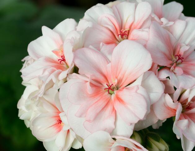 Rože, ki prenesejo tudi 40 stopinj: te rastline obožujejo poletje 4 Pelargonium zonale Geraniaceae