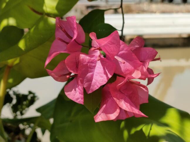 Rože, ki prenesejo tudi 40 stopinj: te rastline obožujejo poletje 2 Pink paperflowers Bougainvillea glabra