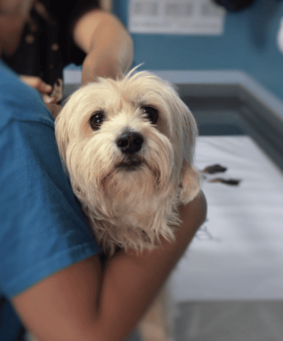 ambulante veterinary primorska