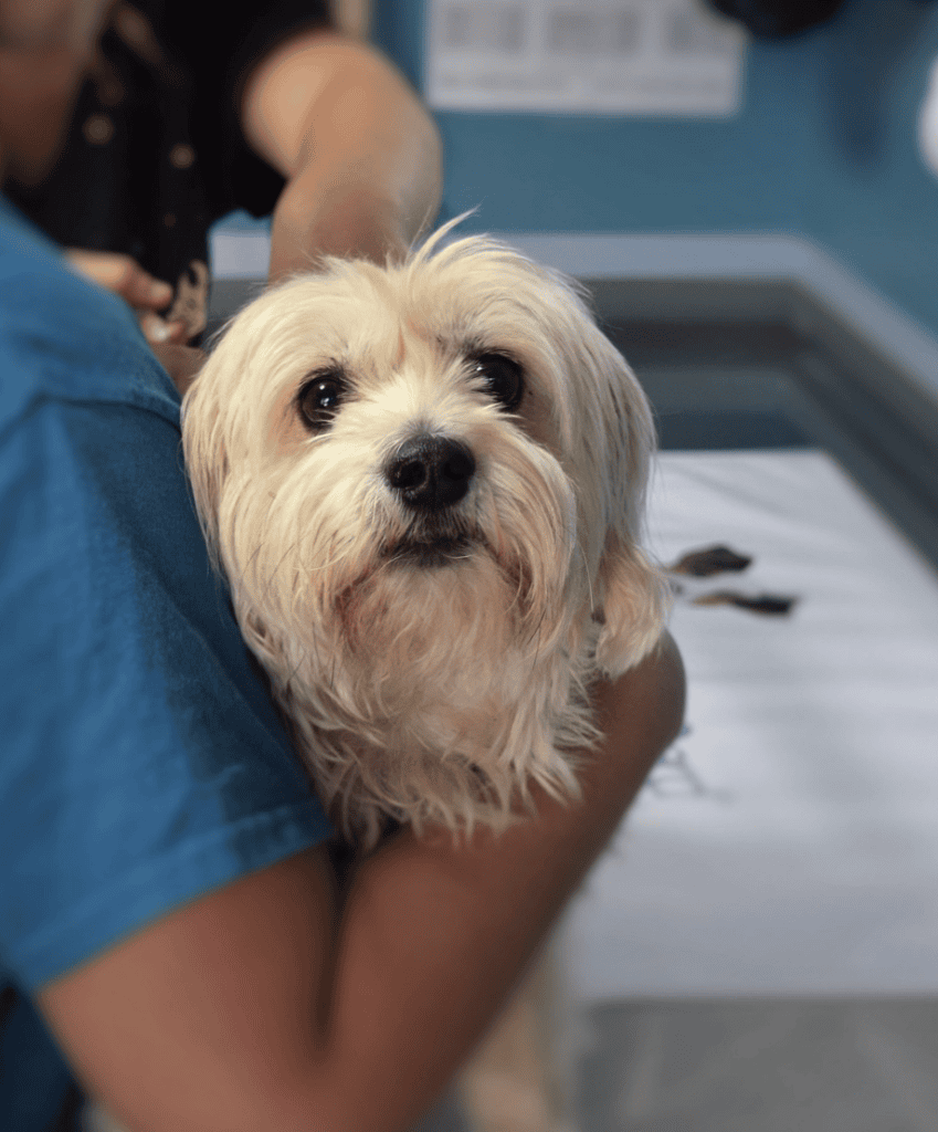 ambulante veterinary primorska