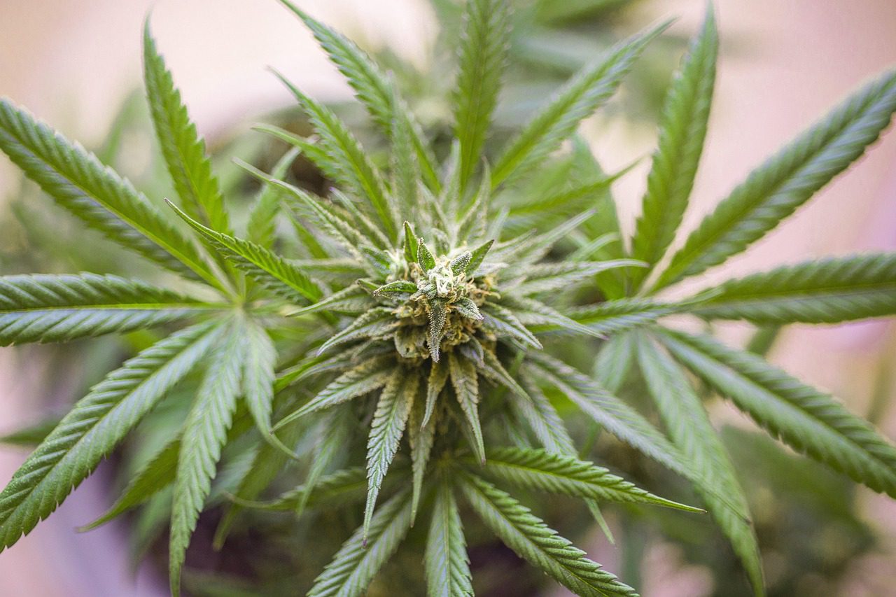 cannabis 5330973 1280