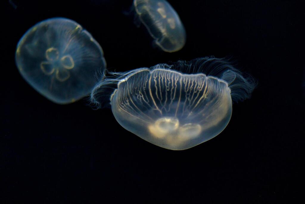 meduze