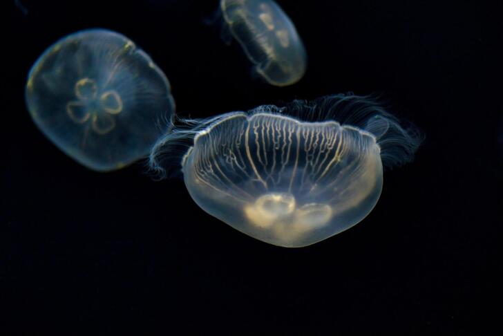 meduze
