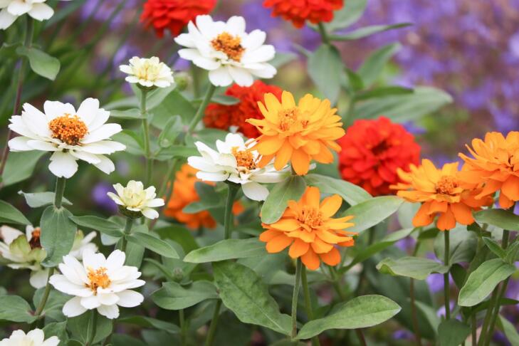flowers 4269854 1280