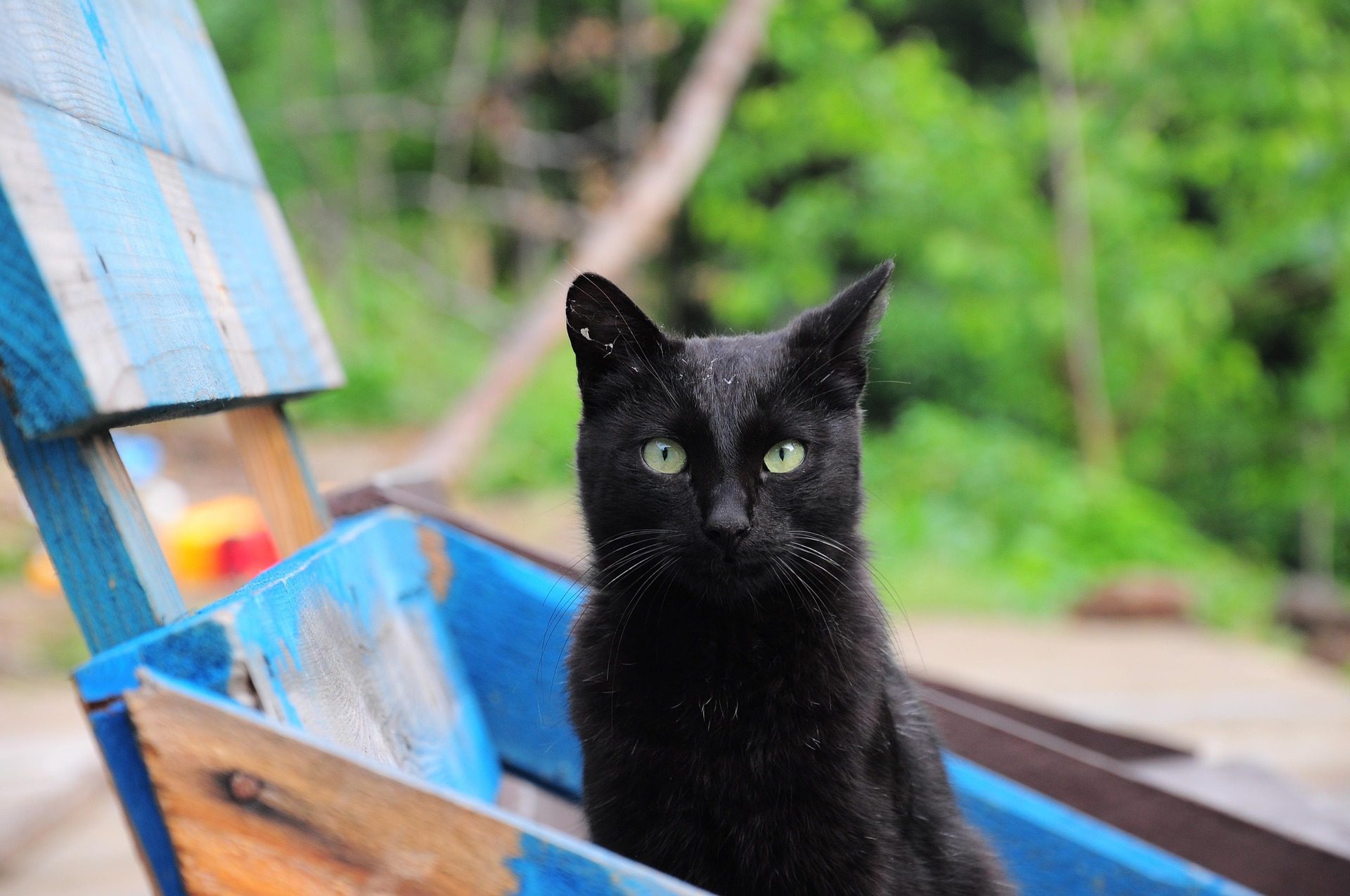 Črne mačke ne prinašajo nesreče: 7 zanimivosti, zaradi katerih jih boste videli v povsem drugačni luči 4 fotorain cat 4732520 1920