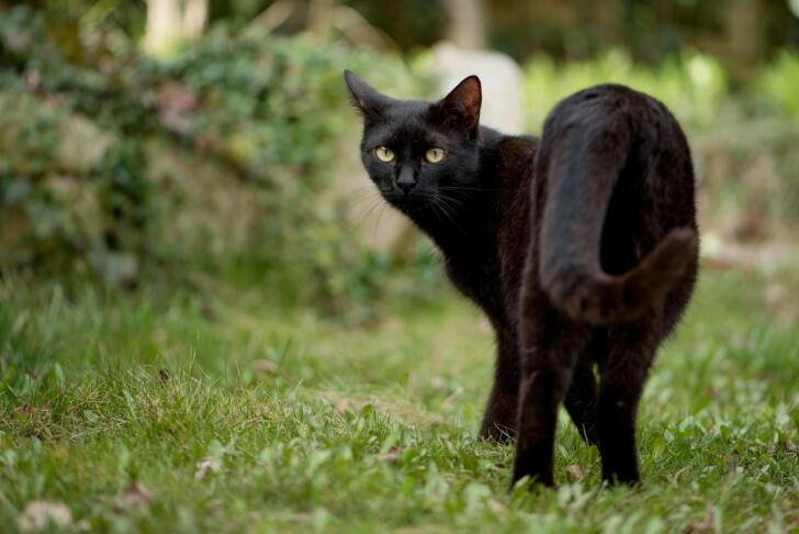 Črne mačke ne prinašajo nesreče: 7 zanimivosti, zaradi katerih jih boste videli v povsem drugačni luči 3 črna mačka cat