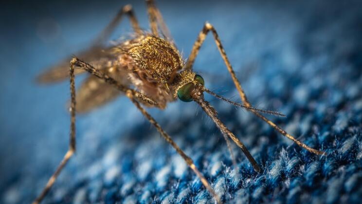 mosquito 3743404 1280