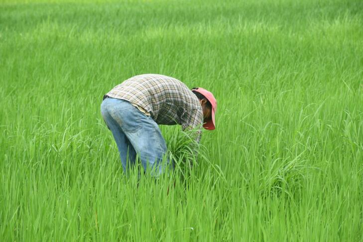 Kmetje obupujejo: letošnja letina vse slabša, vročina in suša uničujeta pridelke 2 nepalese farmer 7368037 1280