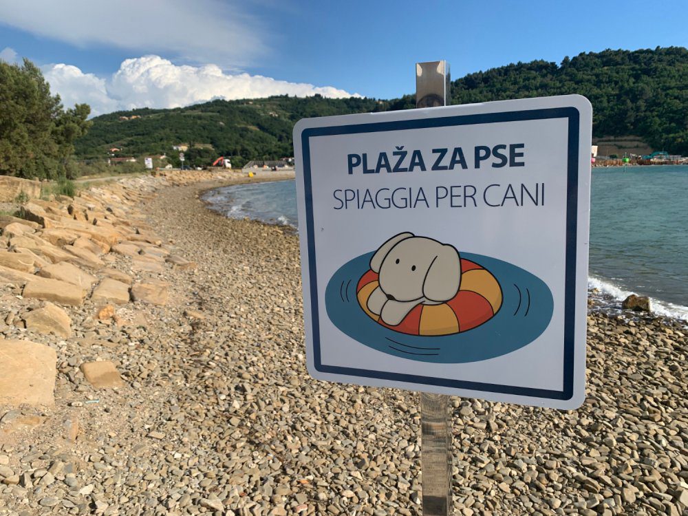 Pasje plaže na slovenski obali: 5 kotičkov, kjer lahko zaplava tudi vaš pes 16 pasja plaža kopanje psi hišni ljubljenčki morje portorož
