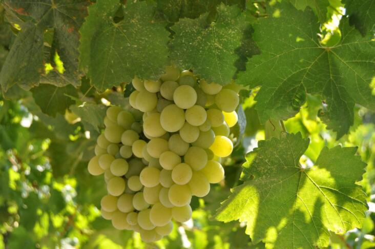vinograd grozdje trta