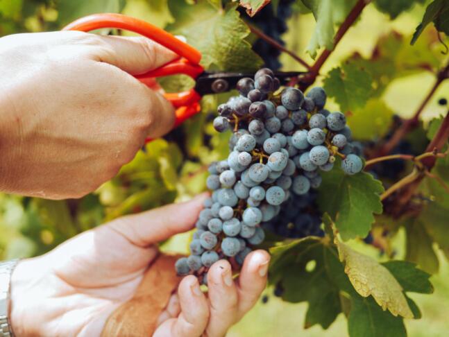 pexels grape things 3840331