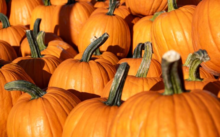 pumpkins 8287968 1280