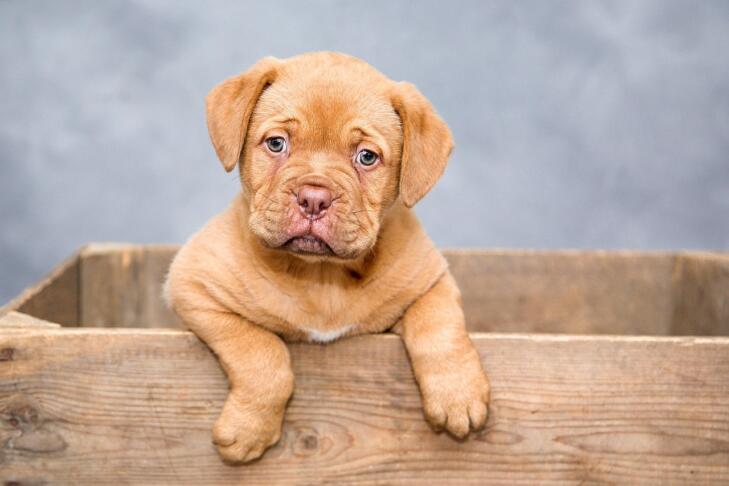 puppy 1047521 1280
