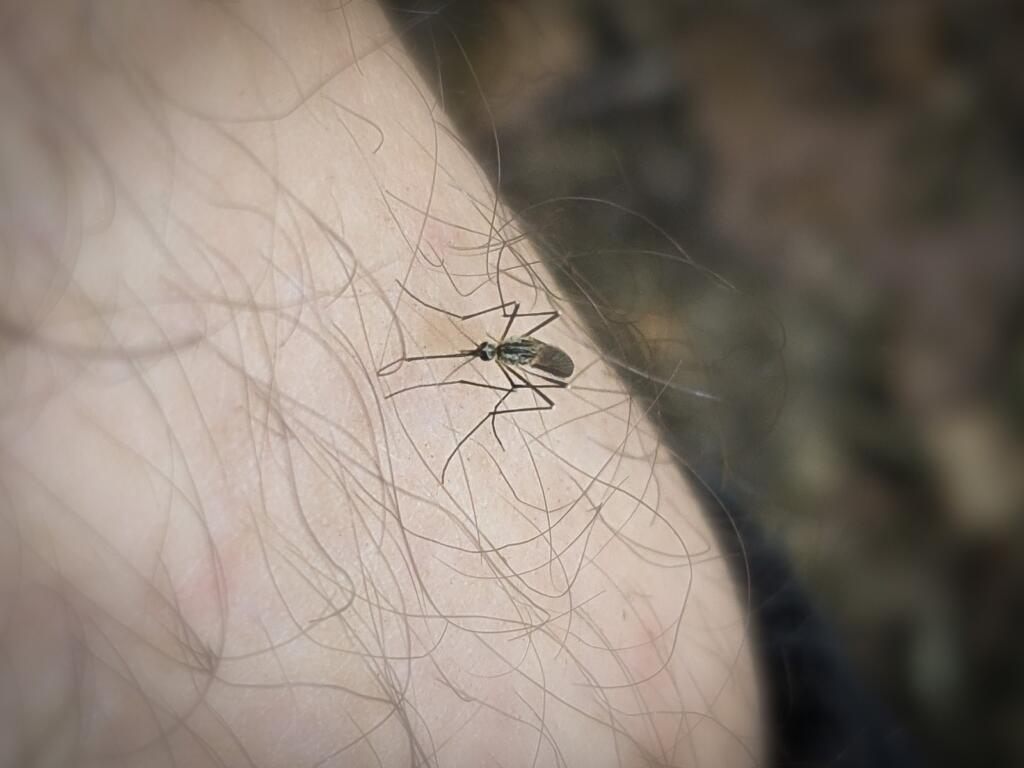 virus zahodnega nila