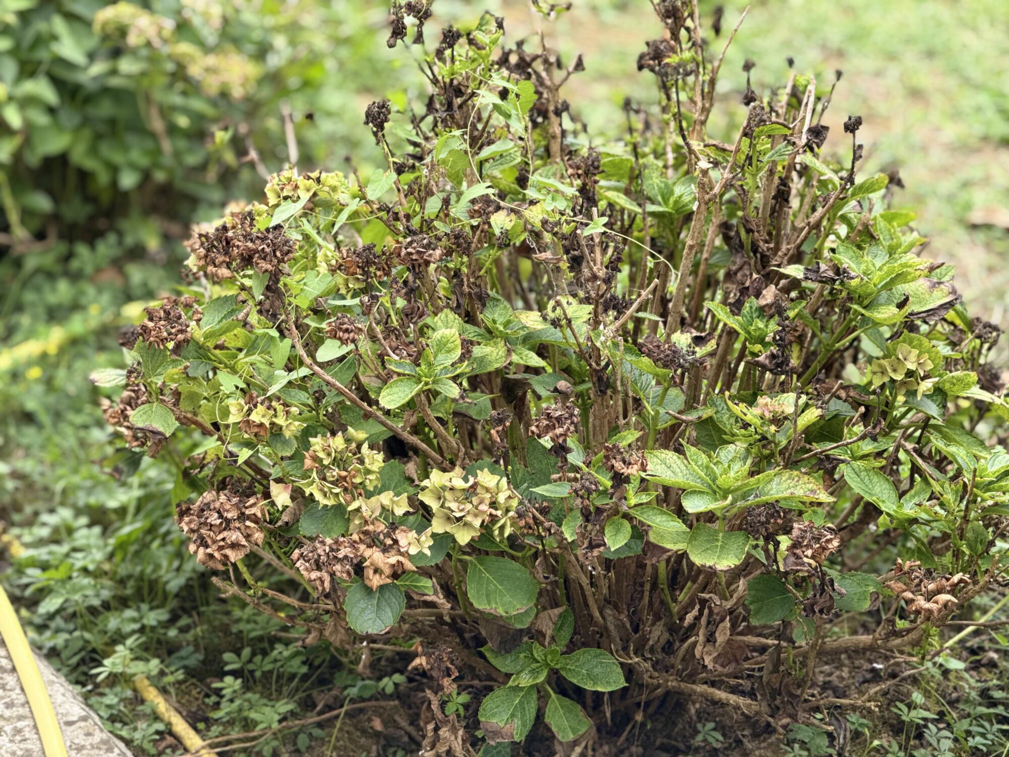 Hortenzije v septembru: Ena napaka vam lahko odnese cvetove prihodnje leto 2 Hortenzija jeseni (ObalaPlus)