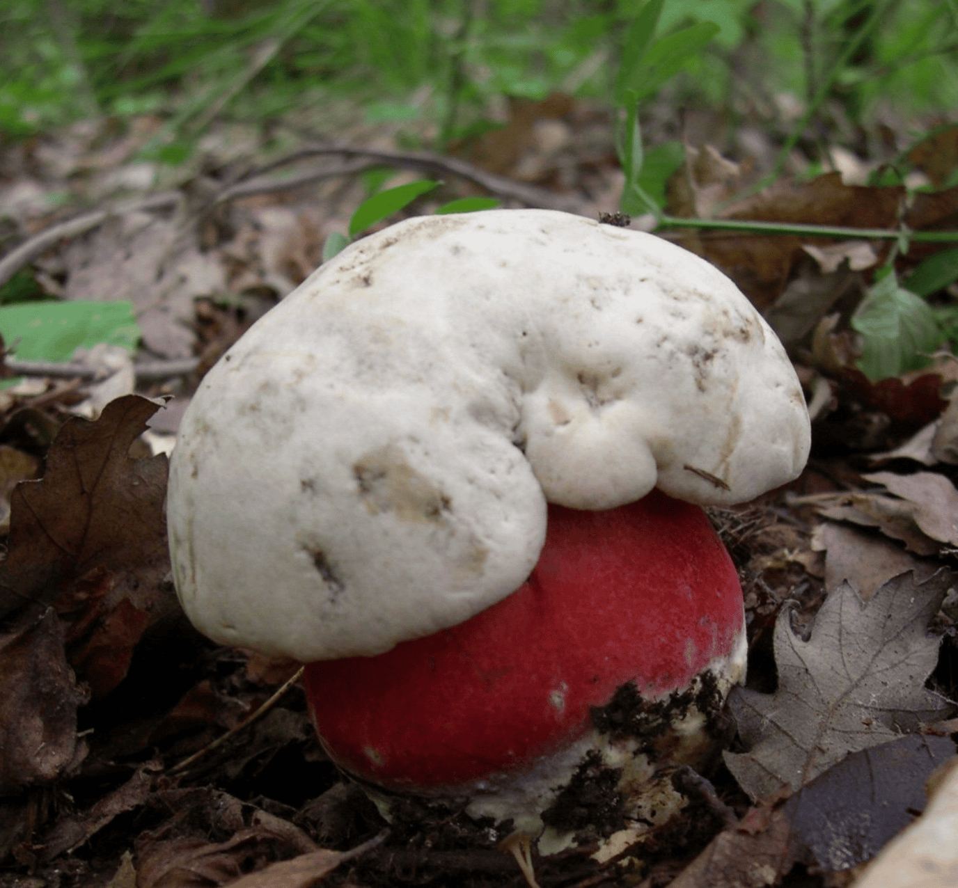 To so gobe, ki jih v Sloveniji ne smemo nabirati 3 Screenshot 2026 09 17 at 11.41.23