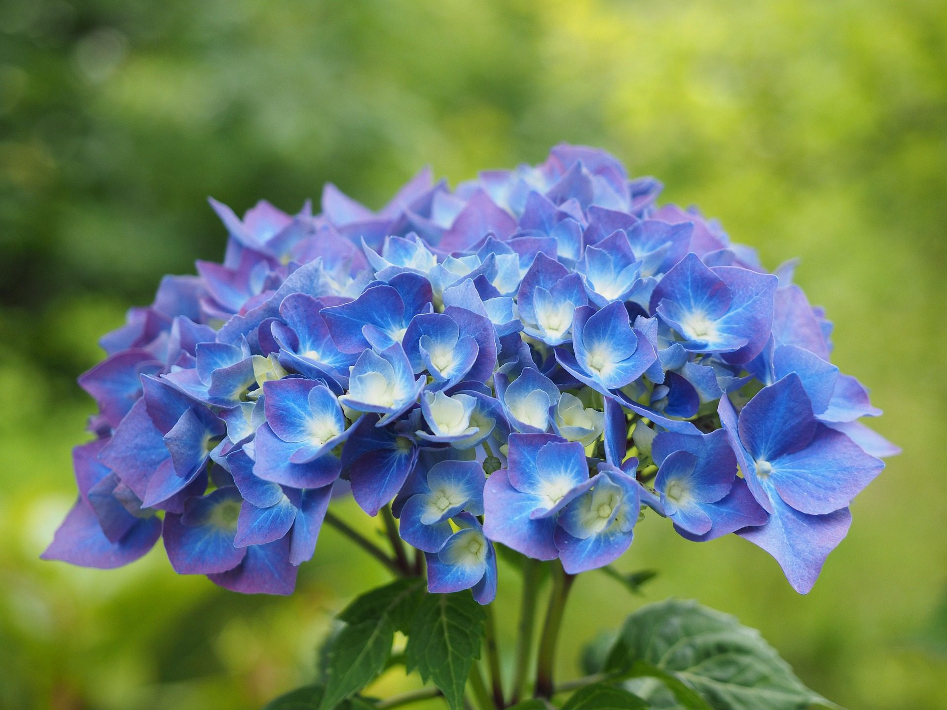 Hortenzije v septembru: Ena napaka vam lahko odnese cvetove prihodnje leto 6 hans garden hydrangea 4134289 1920