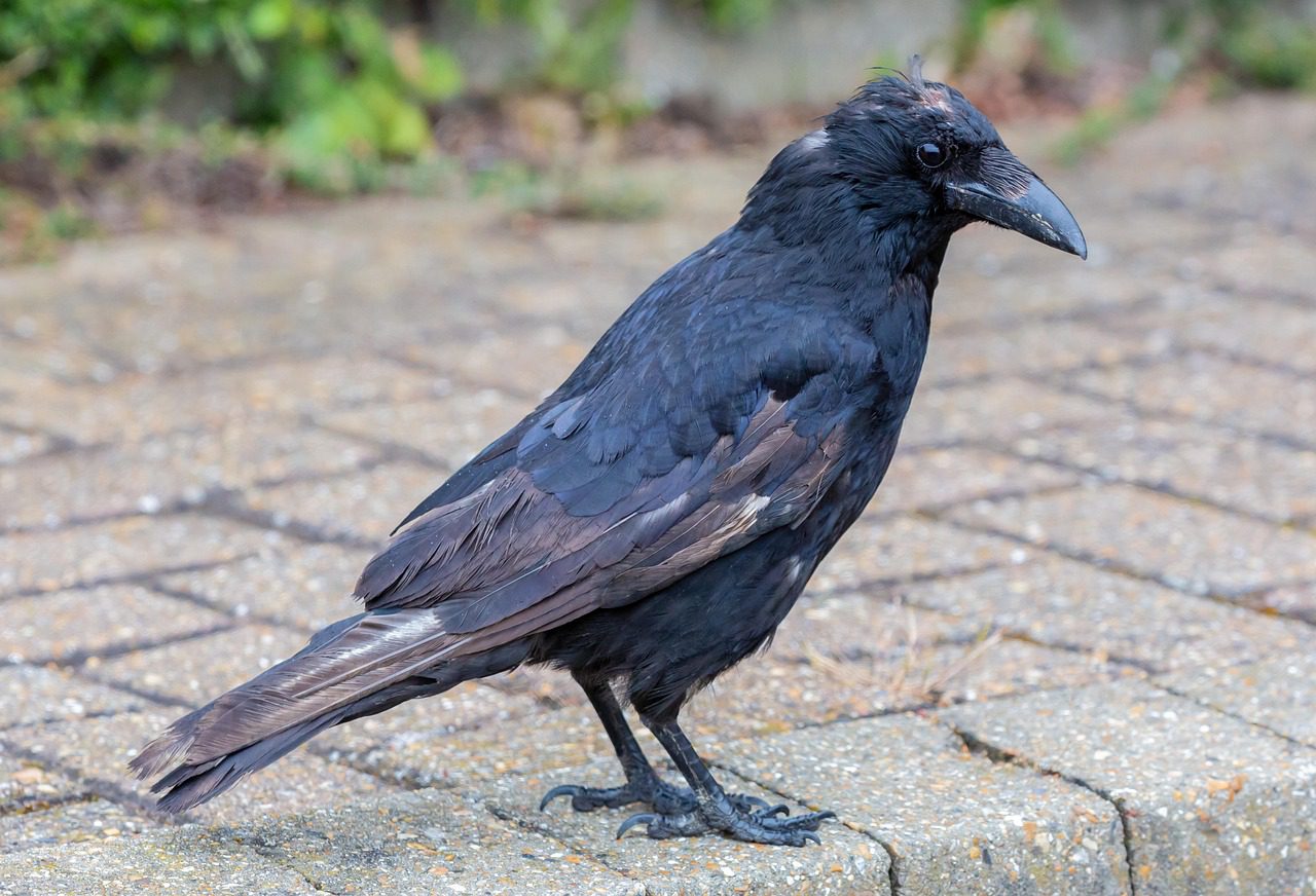 old crow 5335624 1280