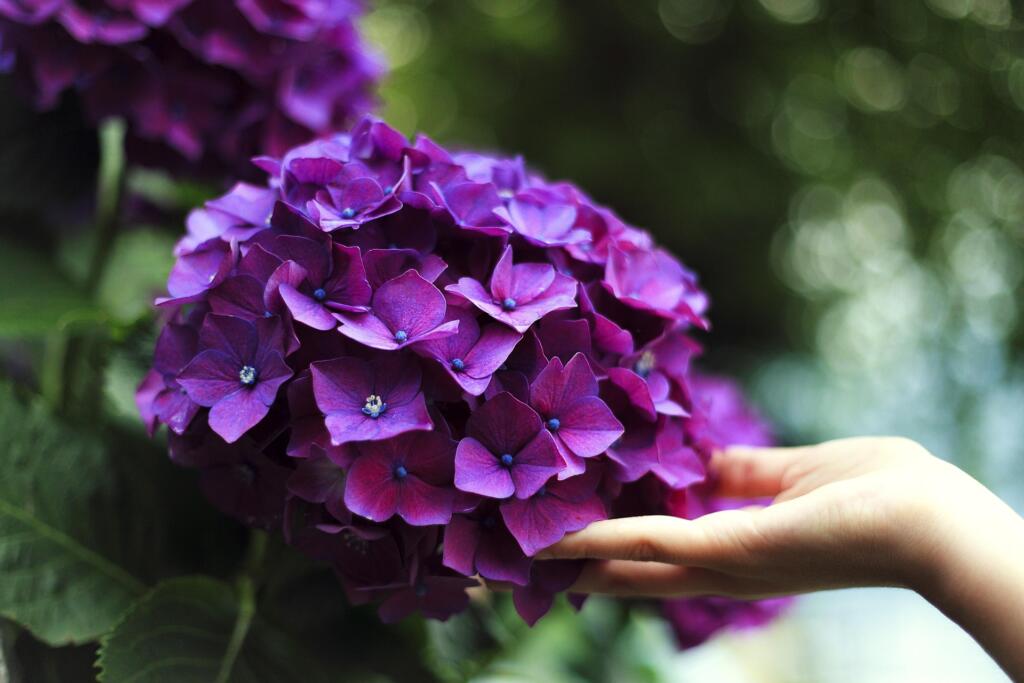 pexels hydrangeas 1853360 1920