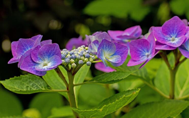 Hortenzije v septembru: Ena napaka vam lahko odnese cvetove prihodnje leto 4 sonja kalee hydrangea macrophylla 6531653 1920
