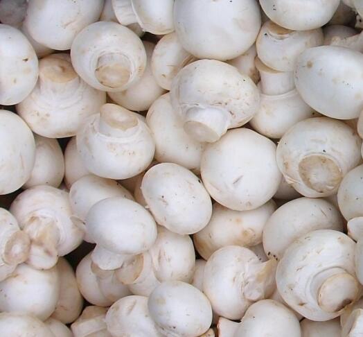 Kako pravilno očistiti gobe pred pripravo? 2 Agaricus bisporus Zuchtchampignon2