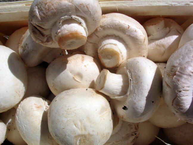 Kako pravilno očistiti gobe pred pripravo? 3 Champignons Agaricus