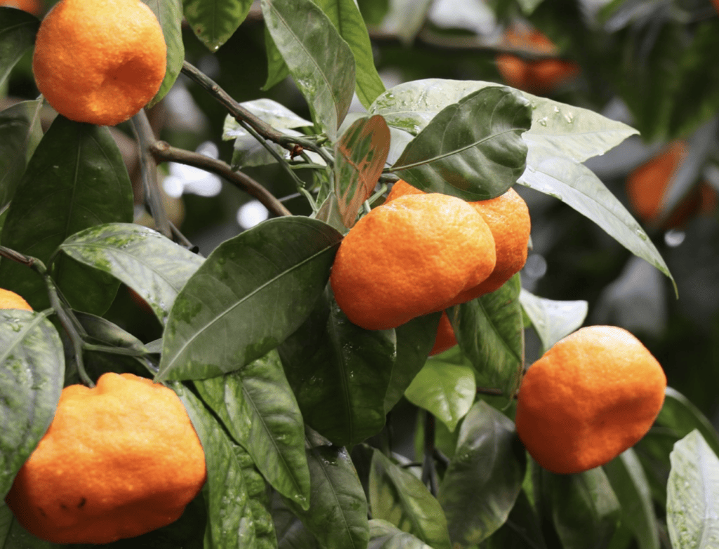 mandarine