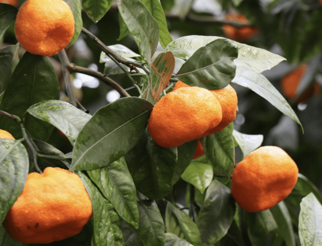 mandarine
