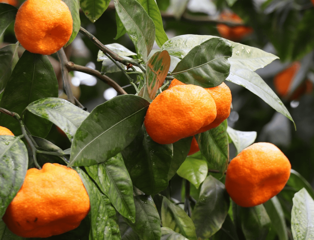 mandarine