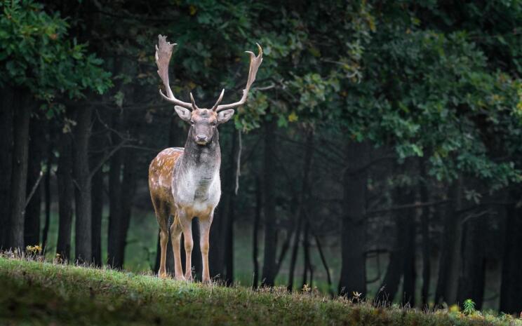 Na cestah vse več trkov z divjadjo: policija voznike poziva k previdnosti 2 animal 984573 1280