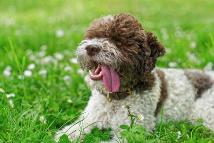 Lagotto Romagnolo pes pasma žival pasme psov