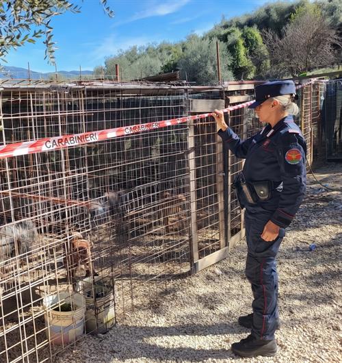 pitbul