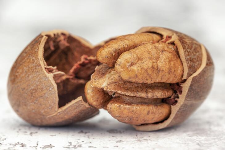 pecan 6092699 1280