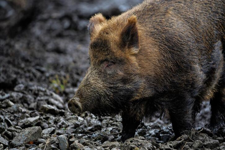wild boar 7595677 1280